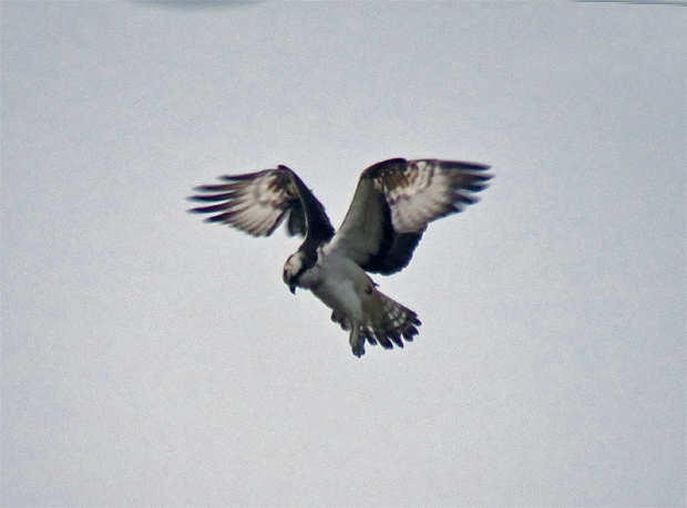 f0214649_4411625.jpg