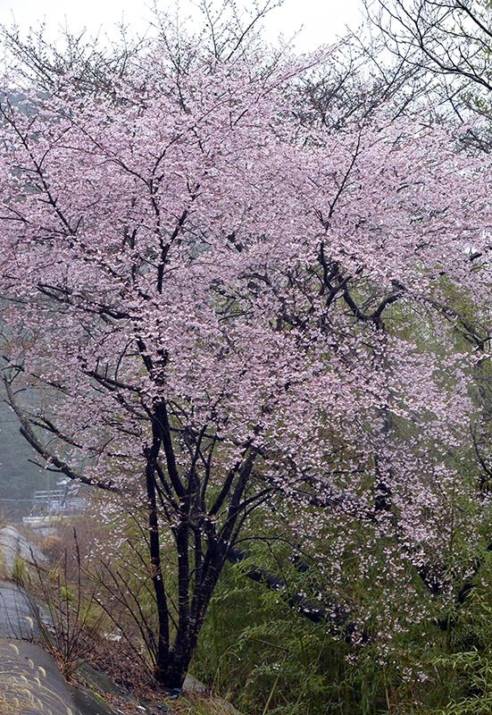 d0147530_07561883.jpg