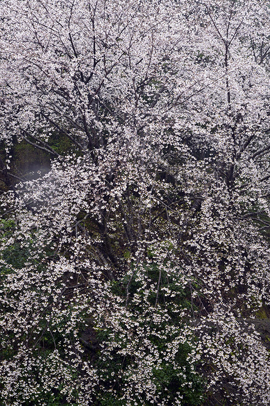 d0147530_07563091.jpg