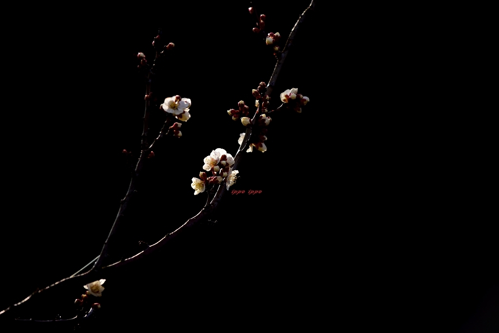 b0311736_21590116.jpg