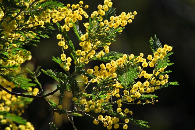 a0242438_20305490.jpg