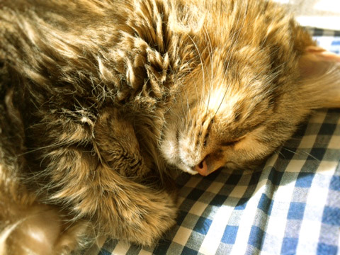 c0063182_1136418.jpg