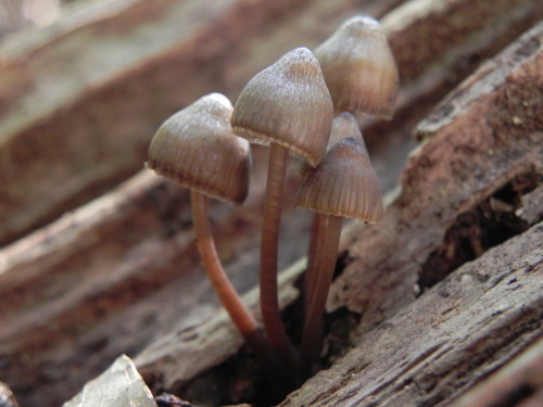 e0352220_23264023.jpg