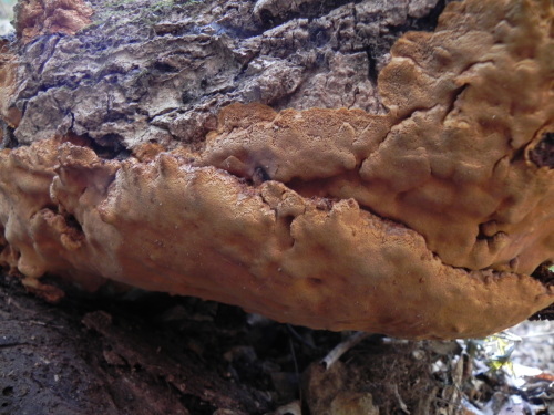 e0352220_23295998.jpg