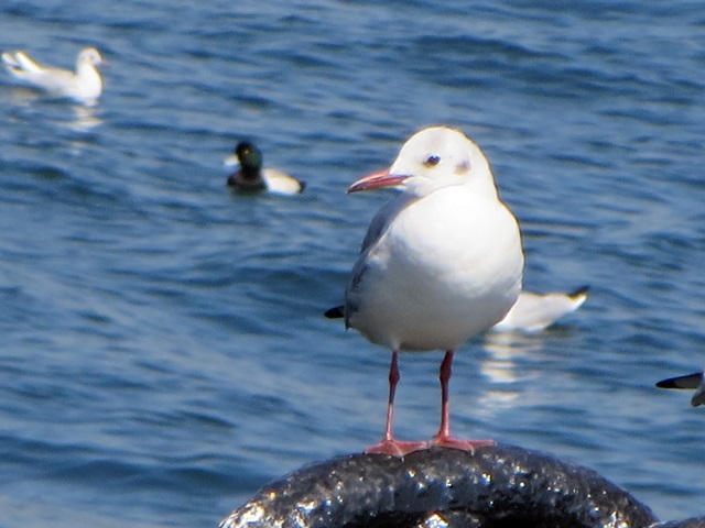 b0009849_19501248.jpg