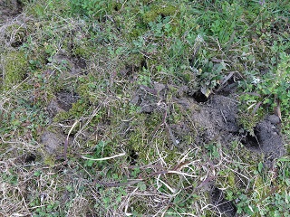 e0130185_1747198.jpg