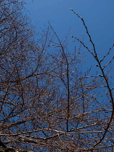 a0199297_11372446.jpg