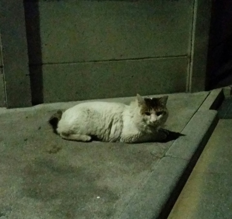 e0144012_22205280.jpeg