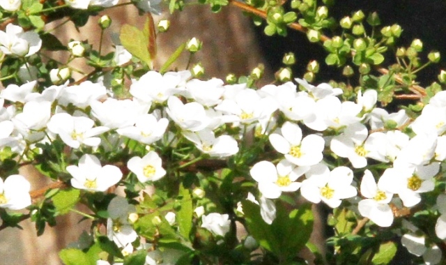 c0162817_8535591.jpg