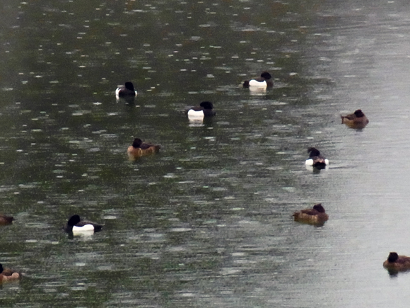 e0083517_20165506.jpg