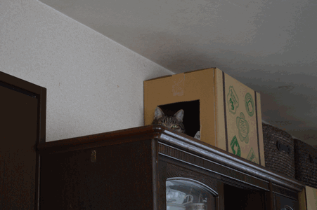 c0136736_1826731.gif