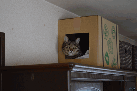c0136736_1827118.gif