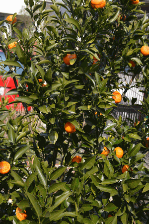 c0136736_18281960.gif