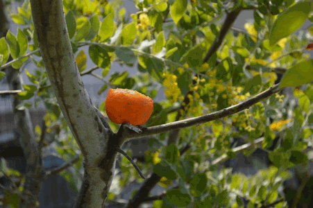 c0136736_18285126.gif
