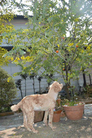 c0136736_18295826.gif