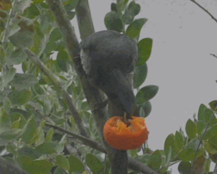 c0136736_18313091.gif