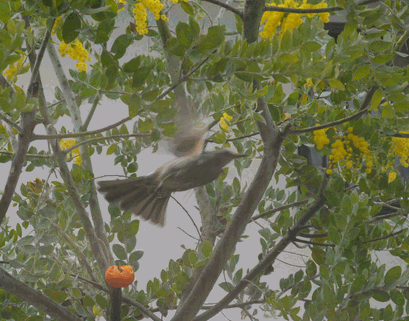 c0136736_18335298.gif