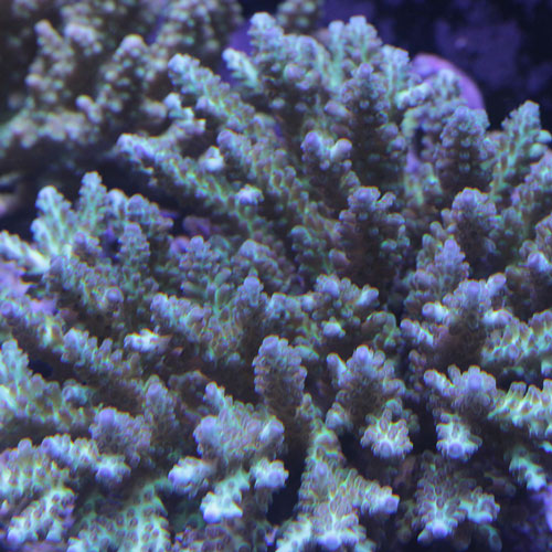 d0221436_19475868.jpg