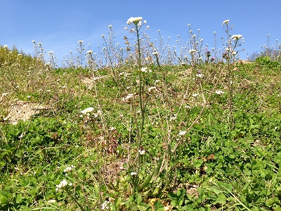 d0031853_13235669.jpg