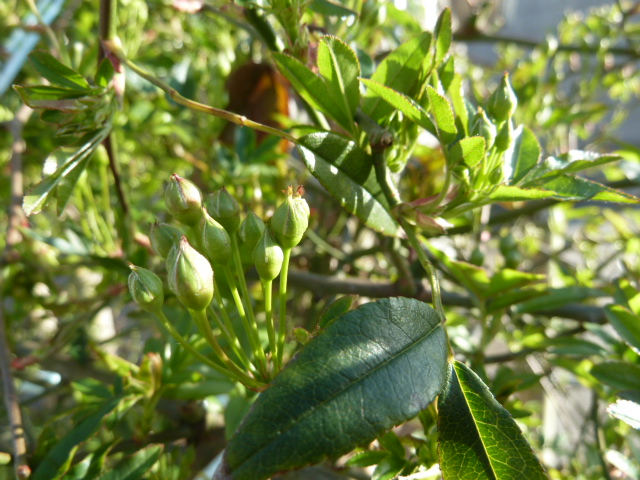 e0278968_2232030.jpg