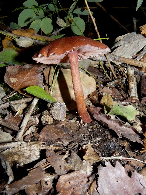 d0019074_8181141.jpg