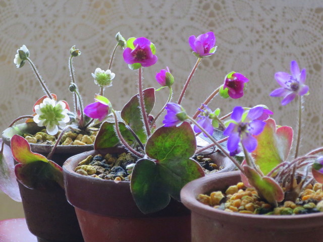 a0214206_10482768.jpg