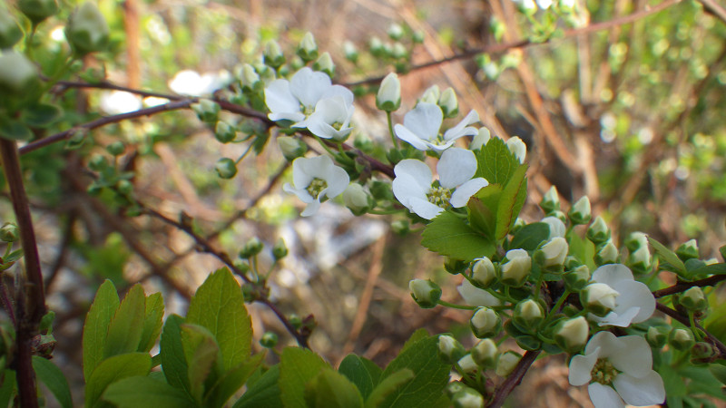e0305733_14325712.jpg