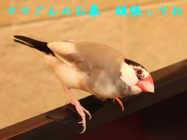 c0365734_20311282.jpg