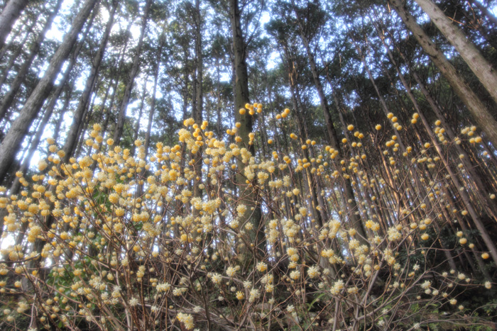 e0083238_21164297.jpg