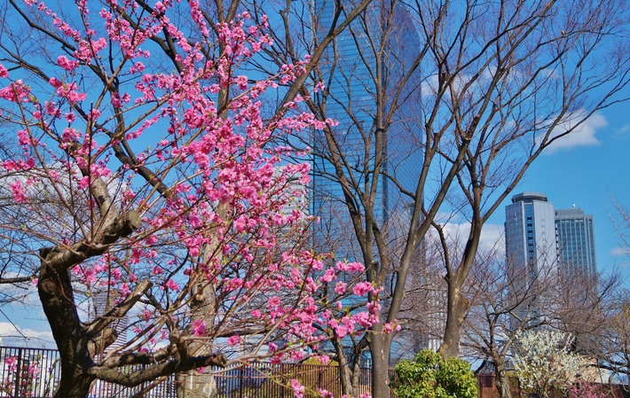 ～早咲きの桃の花が見頃を迎えています～　大阪城公園・桃園 - たんぶーらんの戯言