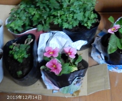 e0033229_1915469.jpg