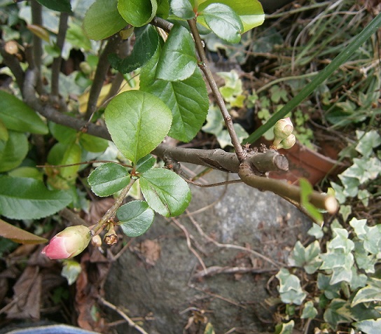 d0343540_1794261.jpg