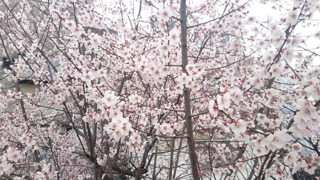 彼岸桜とハクモクレン - ヨモギ日記