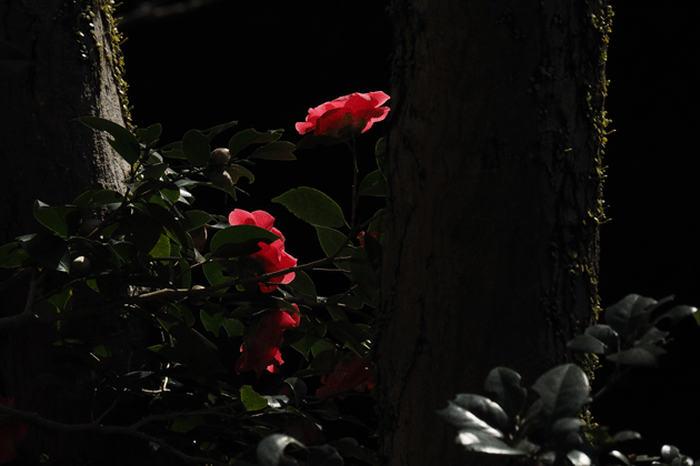 e0346064_1812093.gif