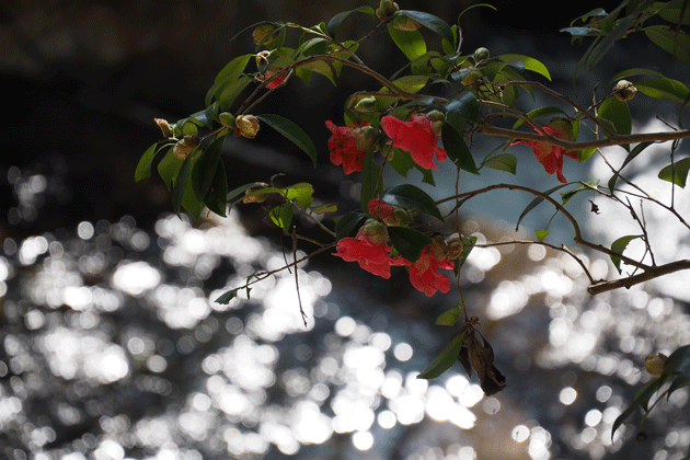 e0346064_181386.gif