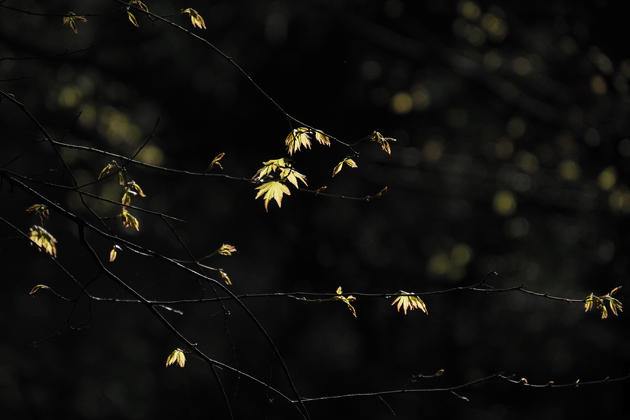 e0346064_188364.gif