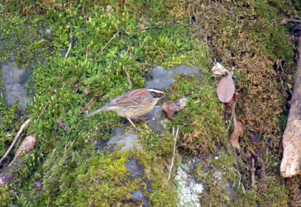 c0349842_15543774.jpg