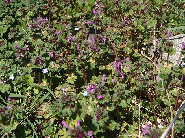 b0044663_8533158.jpg
