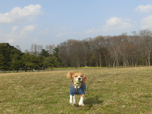 a0319693_6564374.jpg
