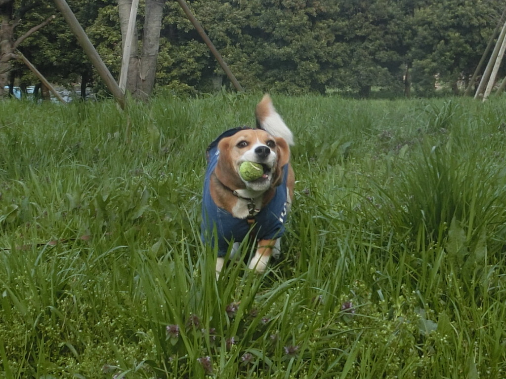 a0319693_79538.jpg
