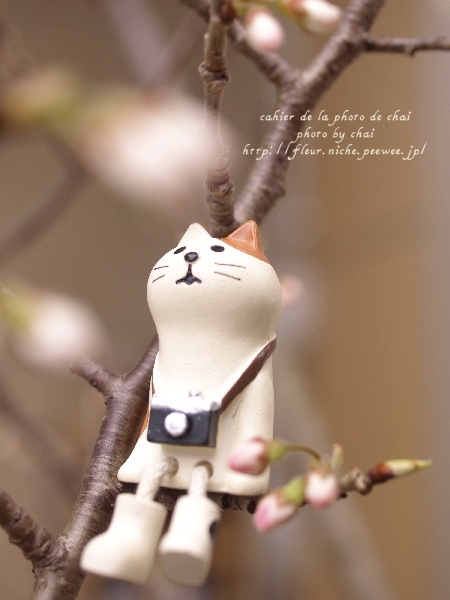 さくらんぼうの樹　＃ねこ助手 - cahier de la photo de chai 2nd