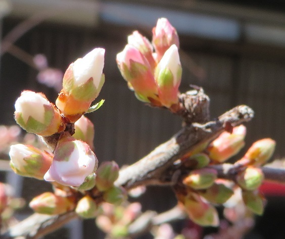 c0280322_10130123.jpg