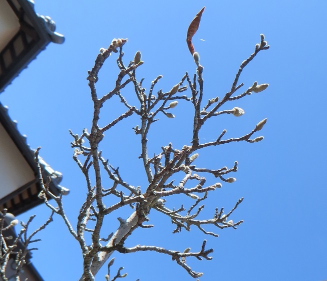 c0280322_10131334.jpg