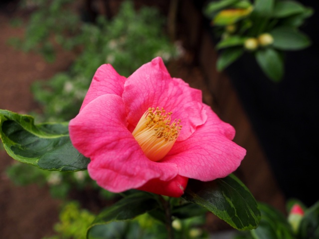 c0183777_1155397.jpg