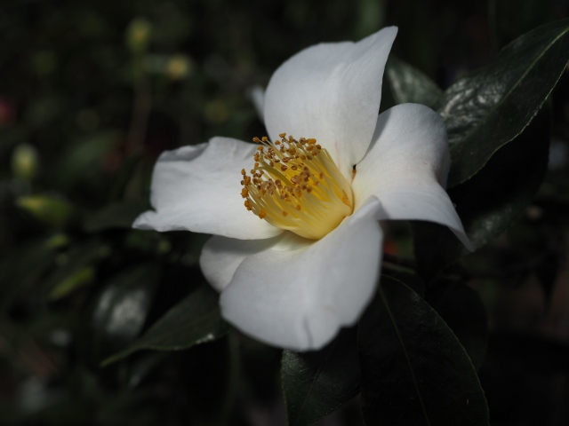c0183777_12175336.jpg