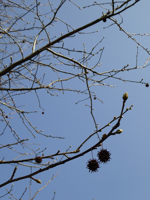b0238886_16184886.jpg