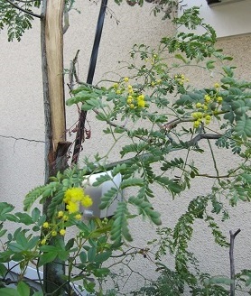 b0310842_14325387.jpg
