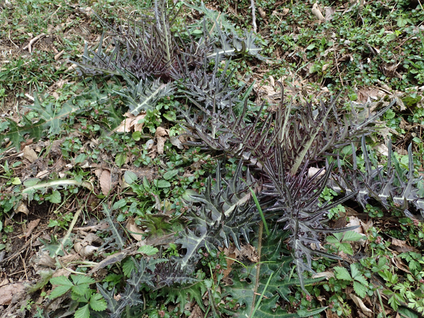 f0214649_33223.jpg