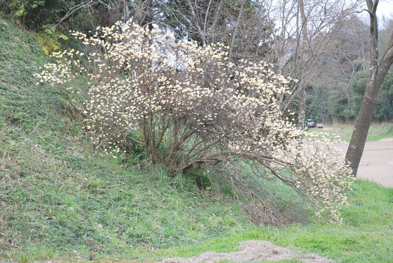 e0025300_20305316.jpg