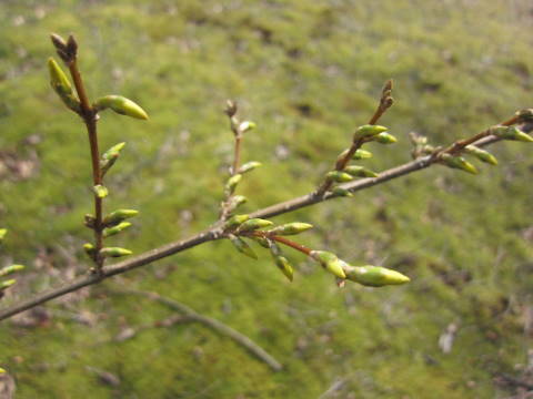 f0327308_09461446.jpg